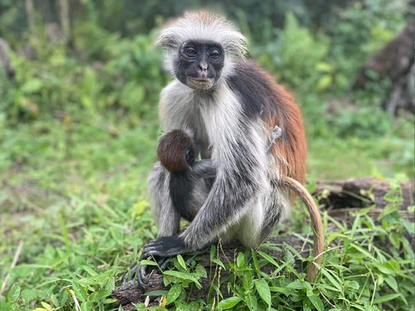 Jozani Forest + Spice Farm & Prison Island (4)