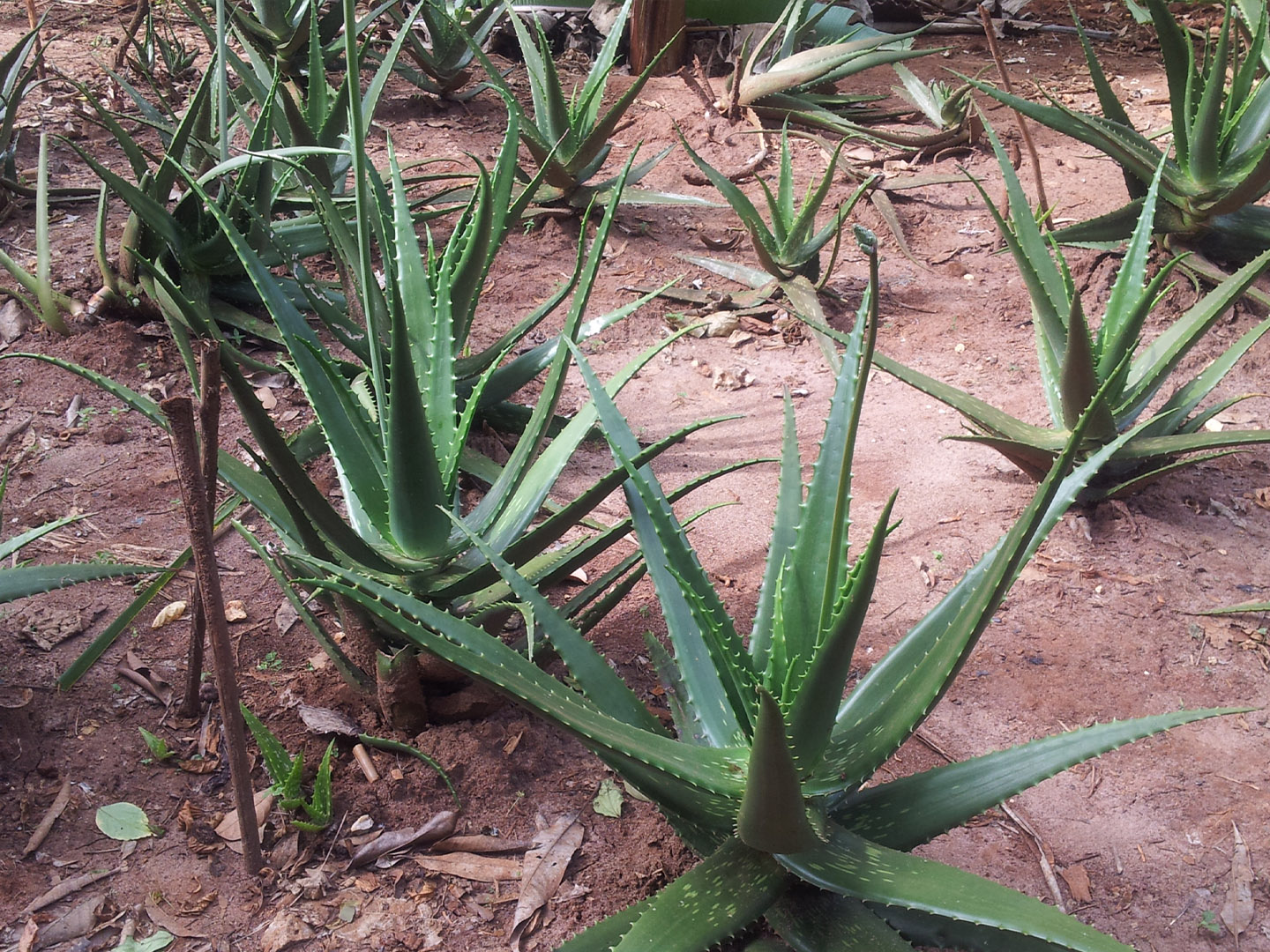 Jozani Forest + Spice Farm & Stone Town (3)