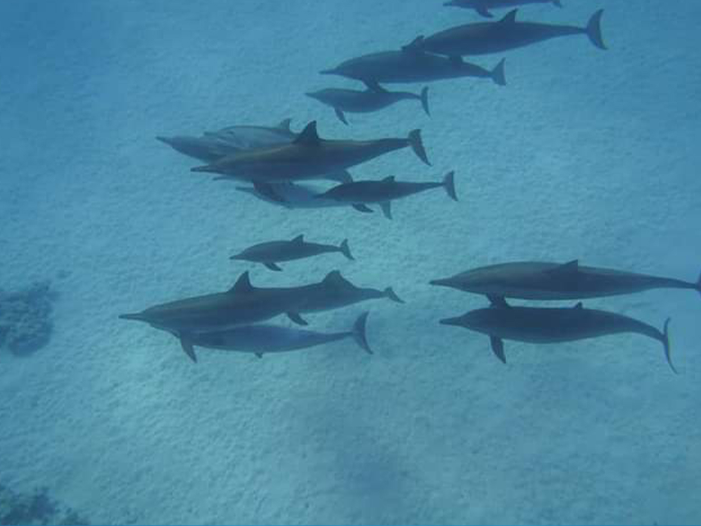 Kizimkazi Dolphins (5)