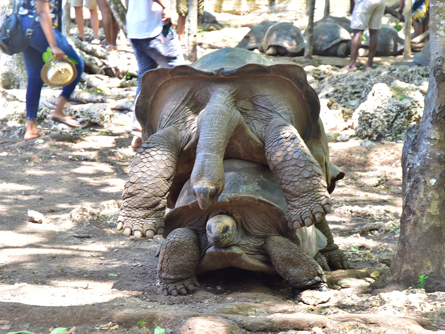 Prison Island & Nakupenda Sandbank (3)