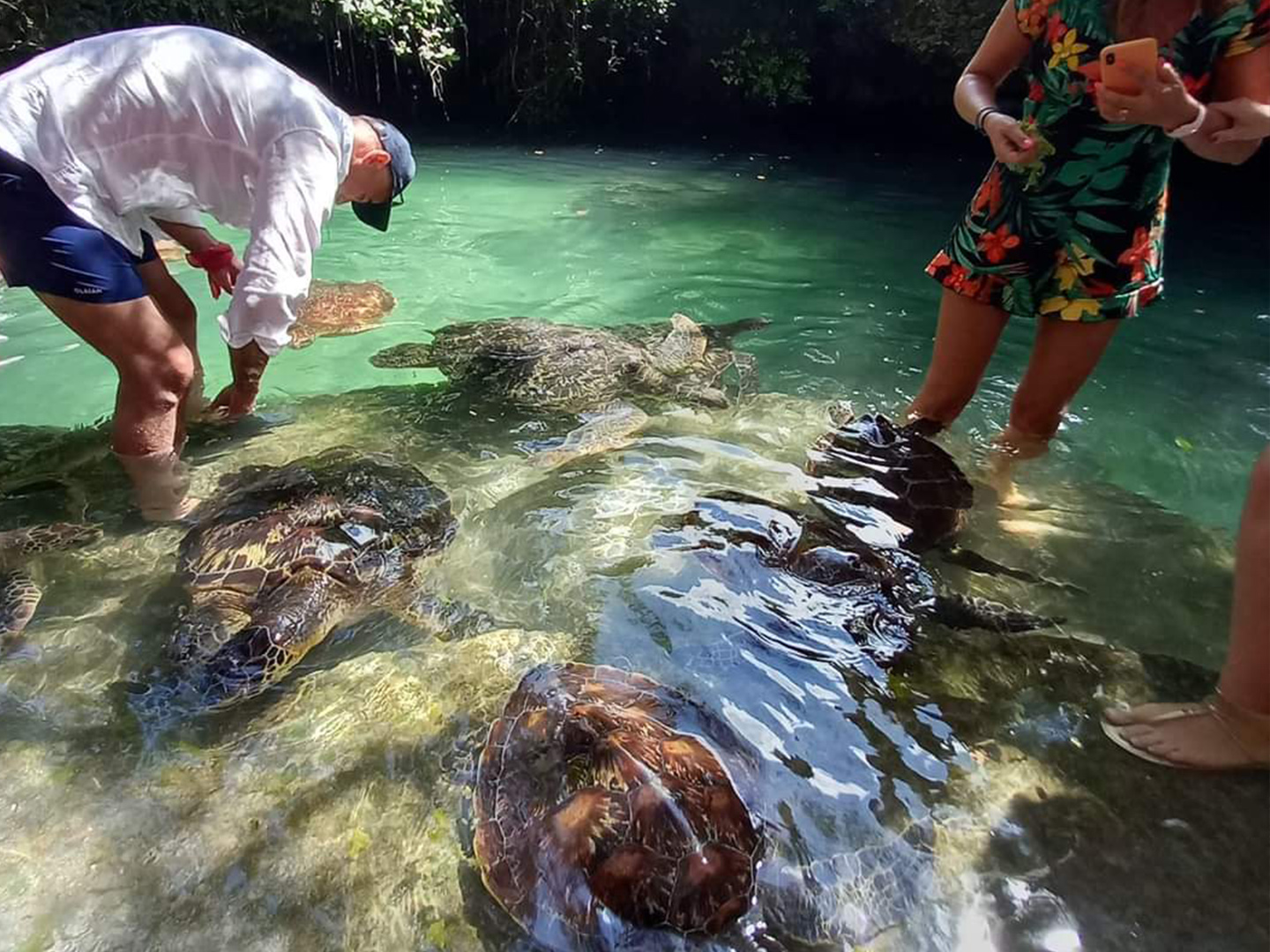 Swimming With Turtles & Sunset Dhow Cruise (5)