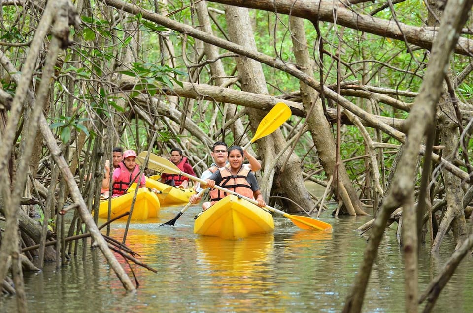 The Mangrove Forests of Jozani Chwaka Bay