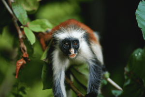 jozani red colobus monkey