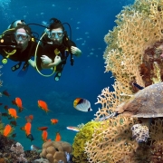 Snorkeling in Coral Gardens