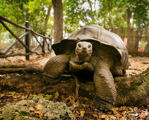 prison giant tortois