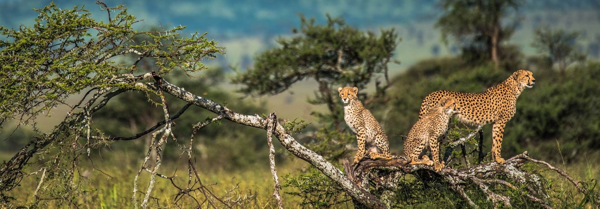 best time to visit tanzania safari