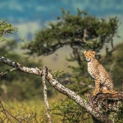 best time to visit tanzania safari