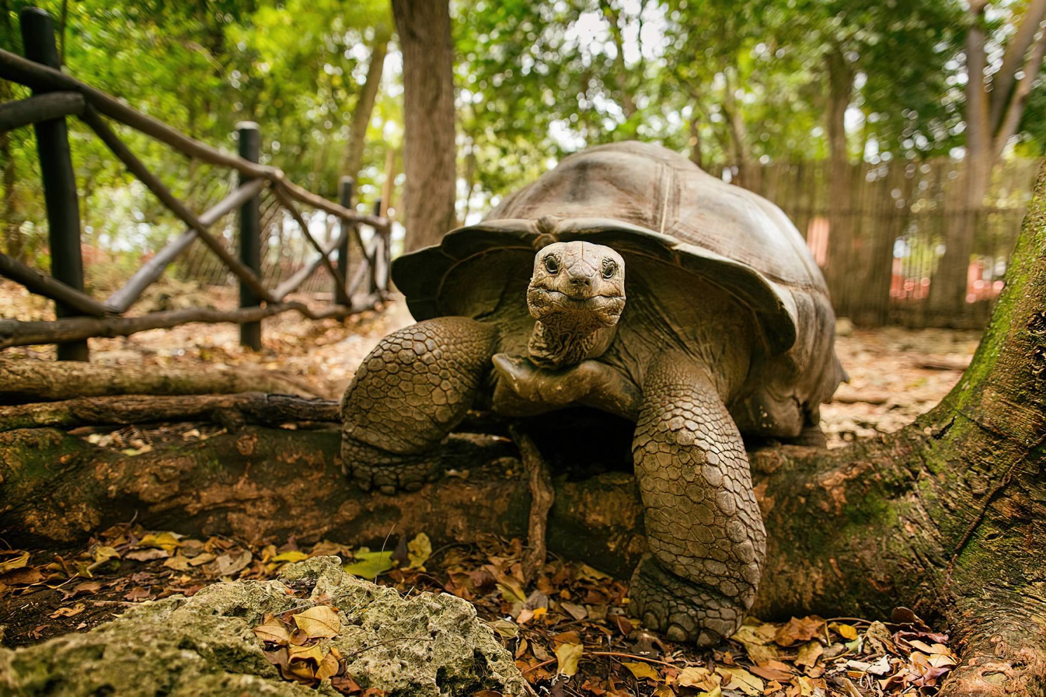 Prison Island & Giant Tortoises – History Meets Nature