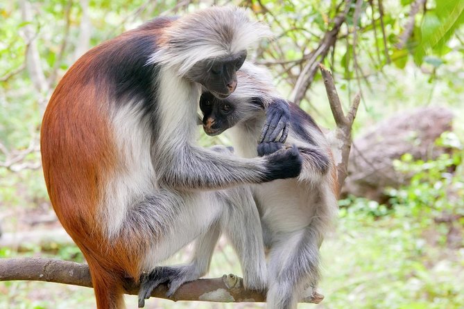 masingini red colobus monkey