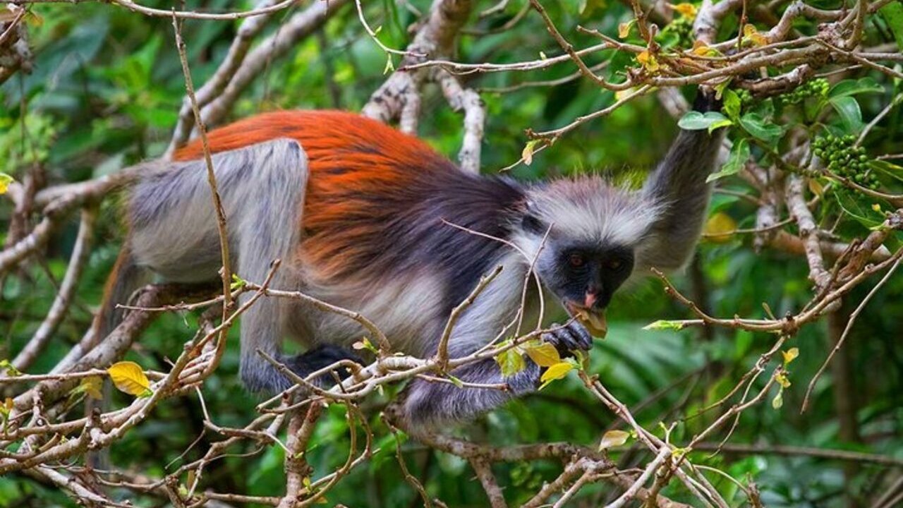 Red Colobus Monkey Jozani Forest Zanzibar