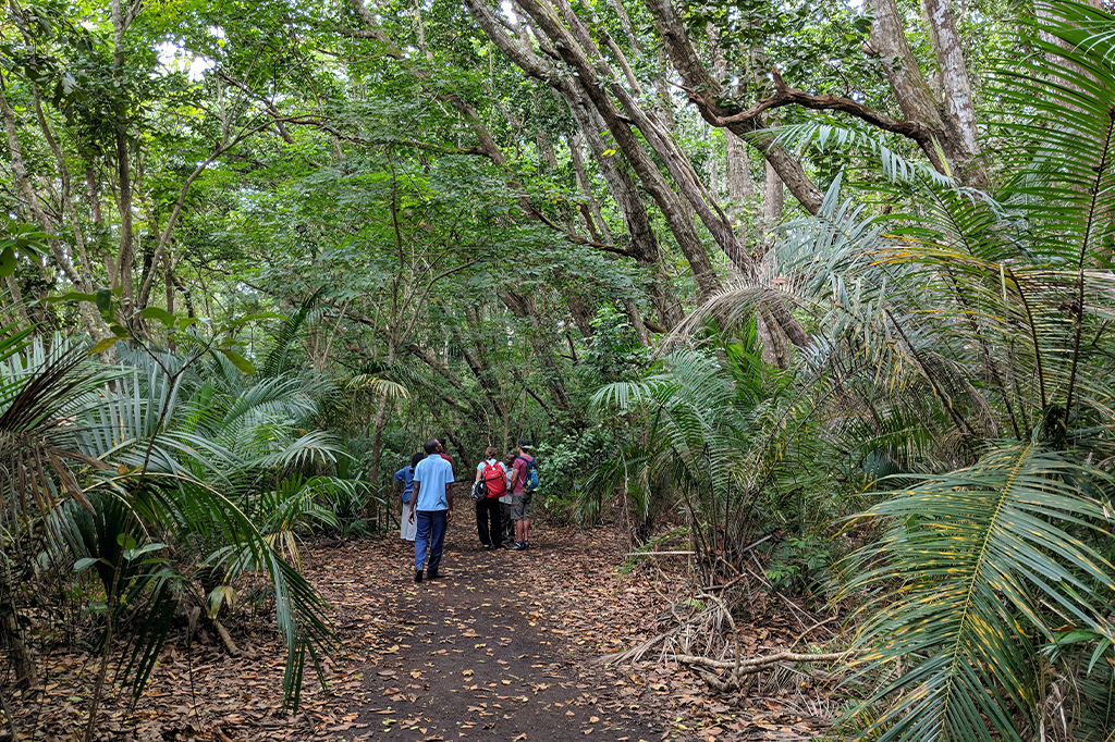 Jozani forest walking trail Zanzibar