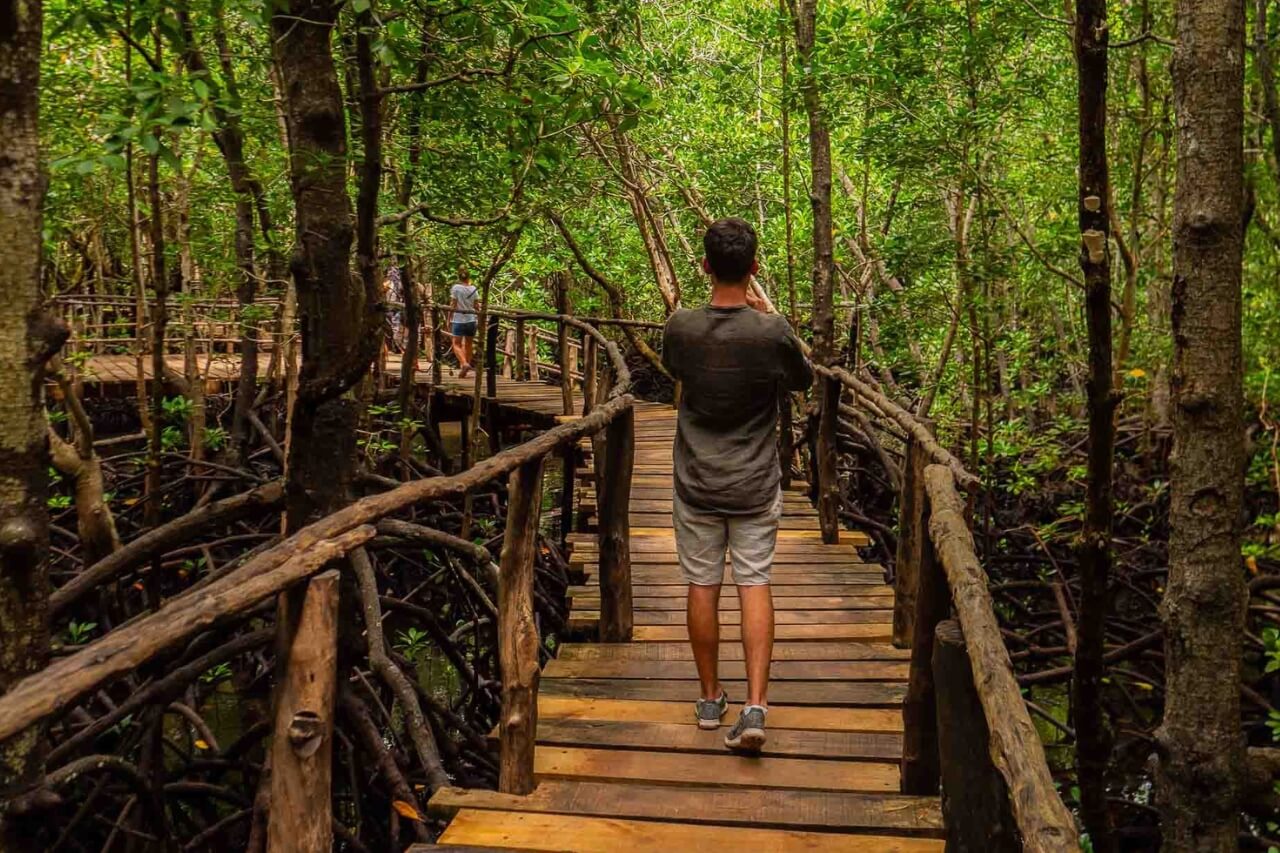 Mangrove forest Zanzibar boardwalk