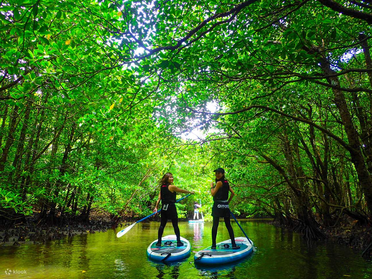 Mangrove forest Zanzibar boardwalk
