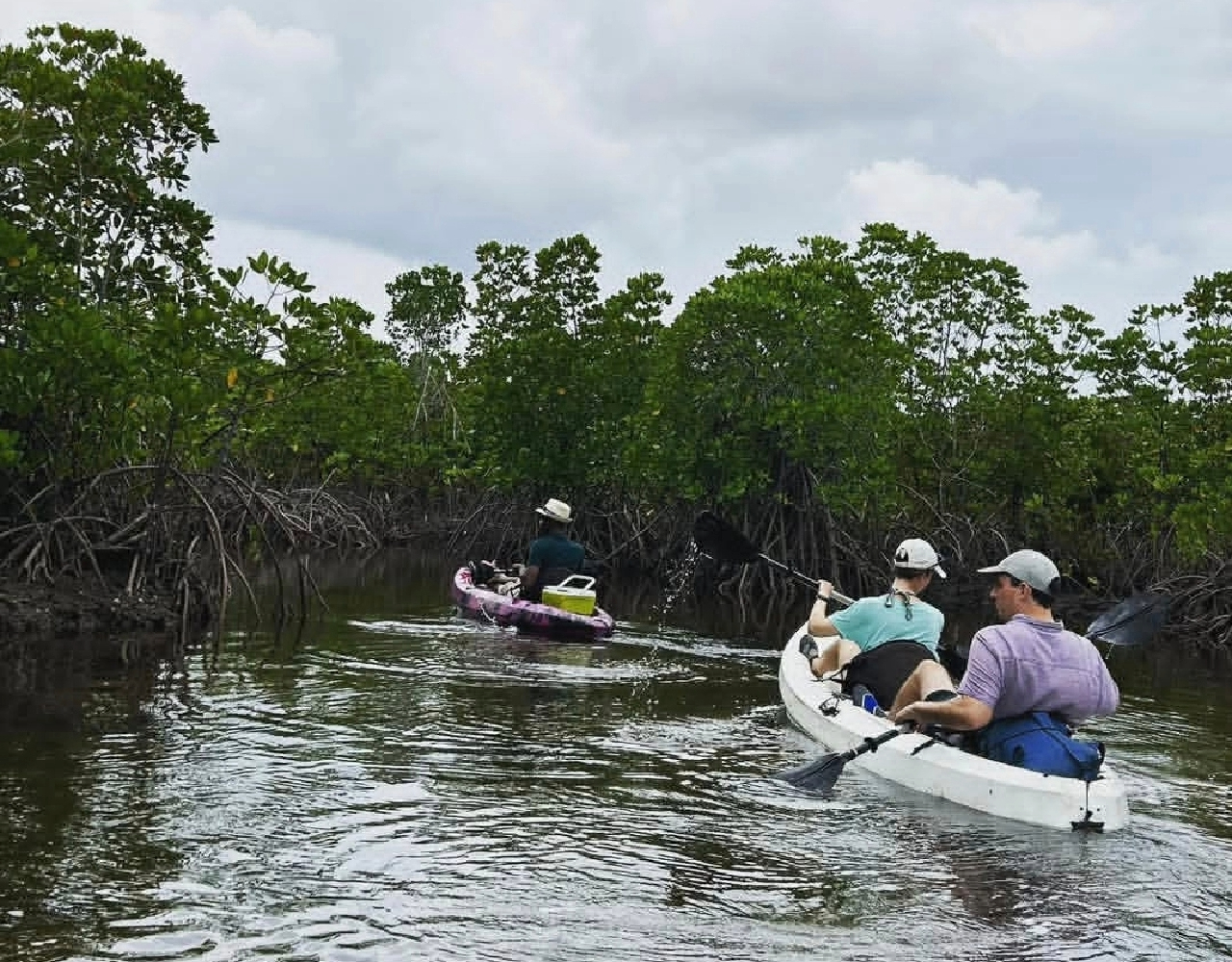 safari blue mangrove
