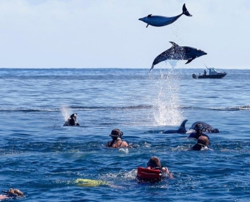 dolphins near Mnemba Island Zanzibar