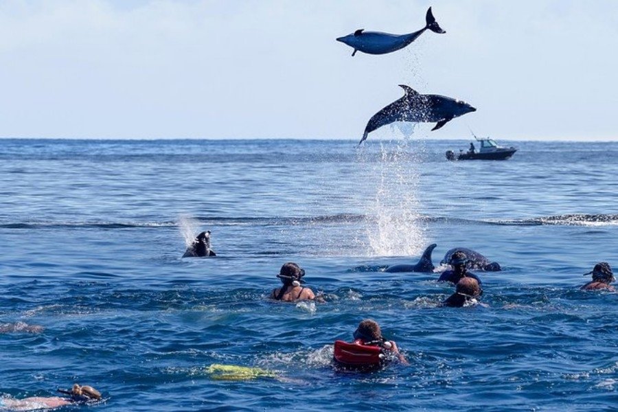 dolphins near Mnemba Island Zanzibar