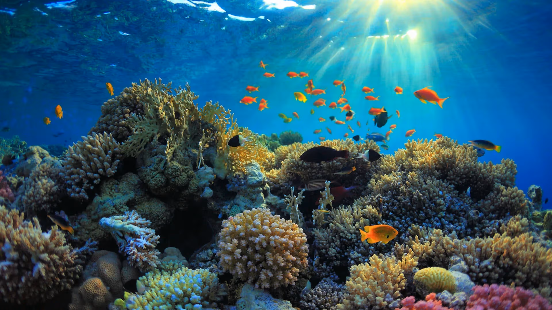 colorful coral reefs Mnemba Island