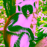 Red Colobus Monkey in Jozani Forest Zanzibar