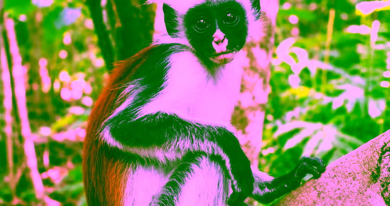 Red Colobus Monkey in Jozani Forest Zanzibar