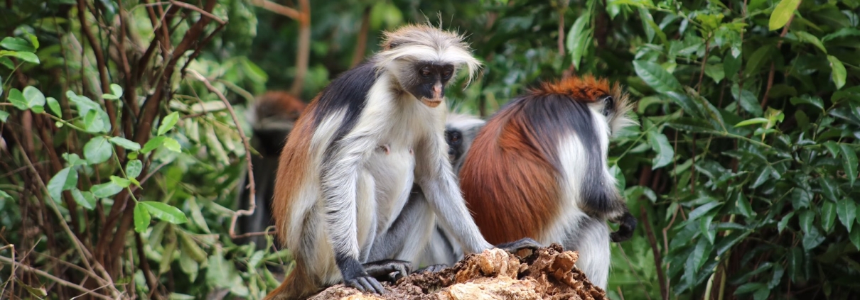 Red Colobus Monkey in Jozani Forest Zanzibar