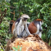 Red Colobus Monkey in Jozani Forest Zanzibar
