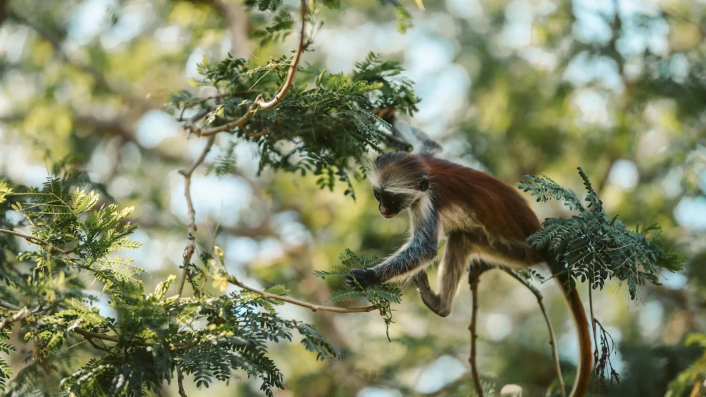 Red Colobus Monkey in Jozani Forest Zanzibar