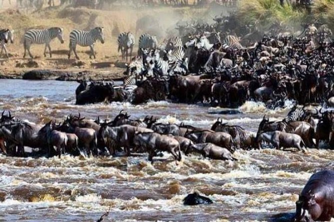 Grande Migrazione degli gnu