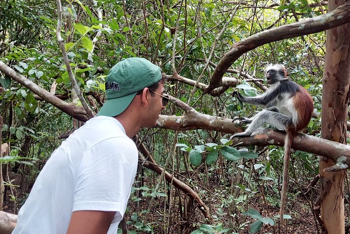 Red Colobus Monkey in Jozani Forest Zanzibar