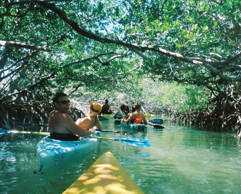 kayak mangrove in jozani forest