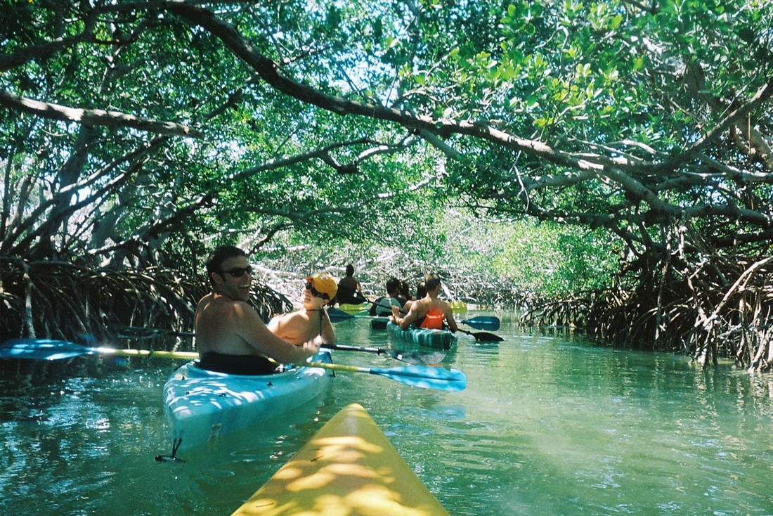 kayak mangrove in jozani forest