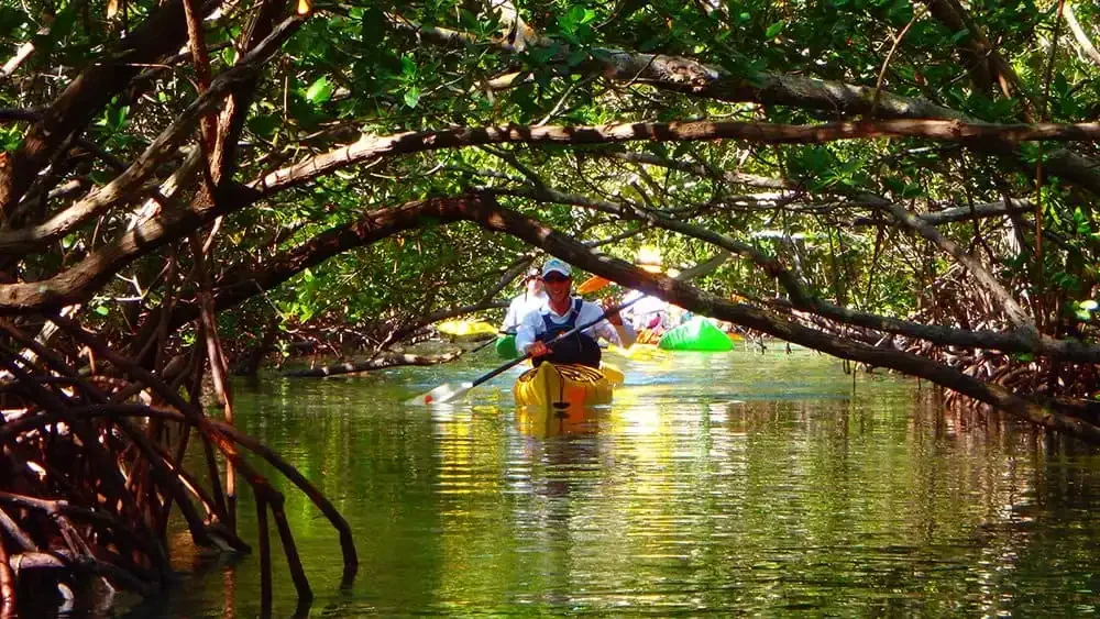 Jozani Forest guided nature tour mangrov kayak