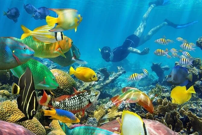 Mnemba Island Snorkeling Tour