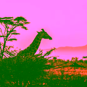 Safari nel Serengeti in Tanzania
