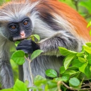 Zanzibar Red Colobus Monkey at Jozani Forest