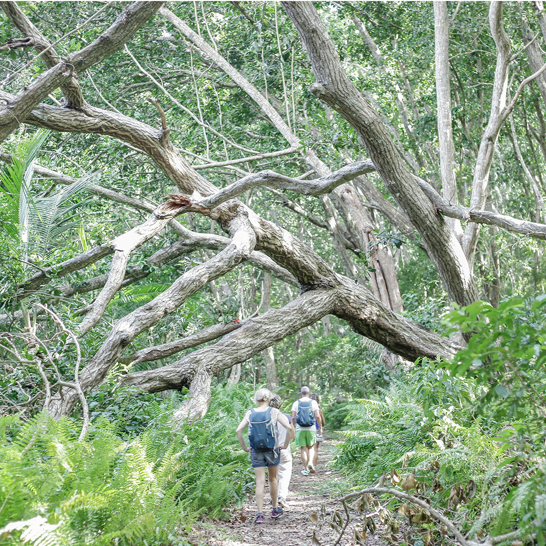 Jozani Forest