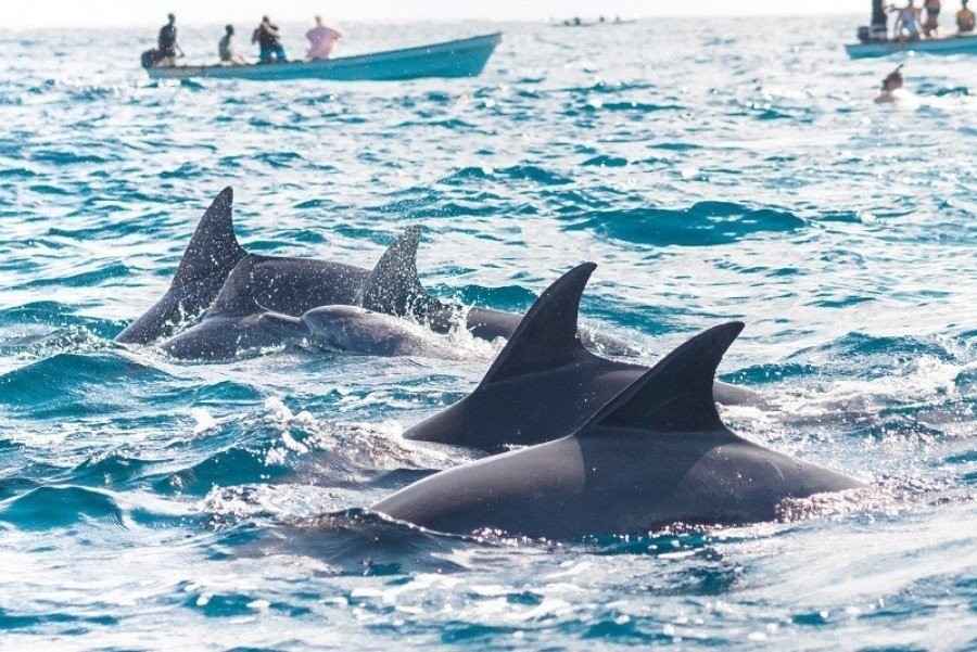 dolphin tour with snorkeling at mnemba island zanzibar with boat