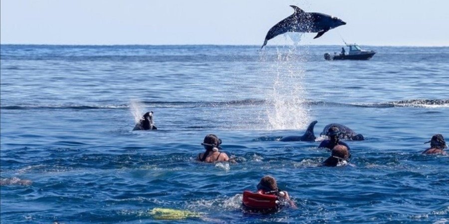 mnemba snorkling tourist with boat