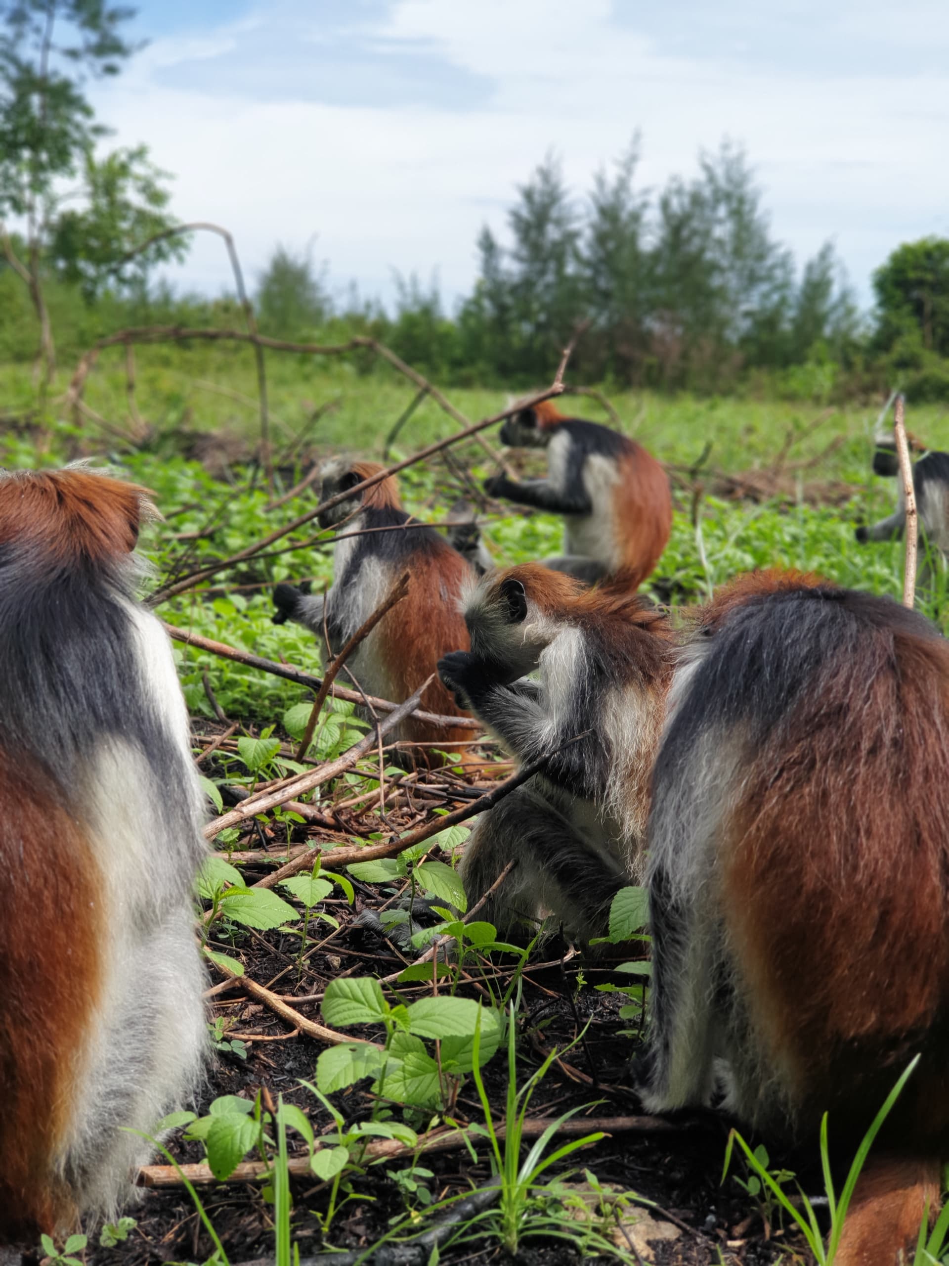 Zanzibar red colobus monkey in Jozani Forest