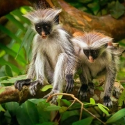 Zanzibar red colobus monkey in Jozani Forest