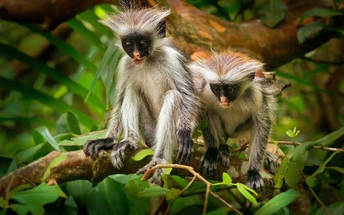 Zanzibar red colobus monkey in Jozani Forest