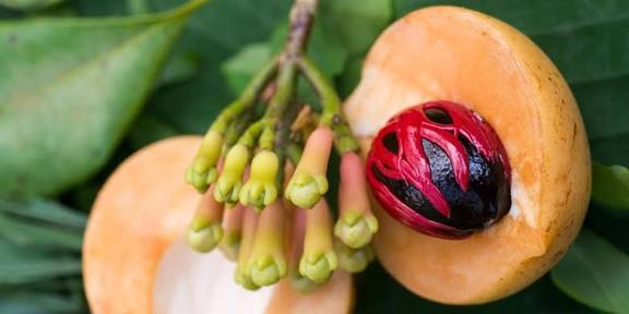 spice farm clove